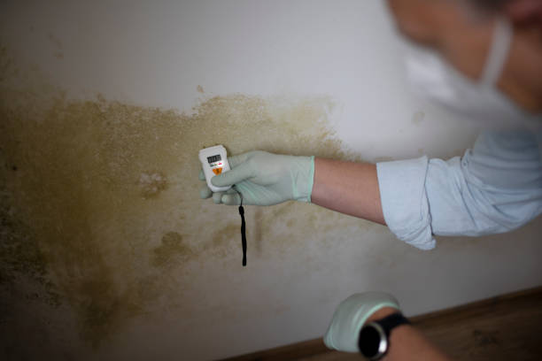 Best Asbestos and Lead Testing During Mold Inspection  in West Valley City, UT